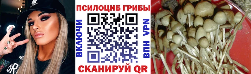 хочу   Благовещенск  Галлюциногенные грибы GOLDEN TEACHER 